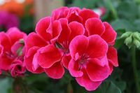 Geranium Calliope Crimson Flame (6" Pot)