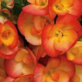 Load image into Gallery viewer, Begonia Hiem Batik Orange (4.5&quot; Pot)