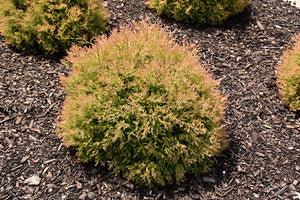 thuja occidentalis 'Congabe' FIRE CHIEF ARBORVITAE (3 Gallon)