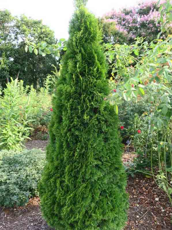 ARBORVITAE EMERALD GREEN thuja occidentalis 'Smaragd'