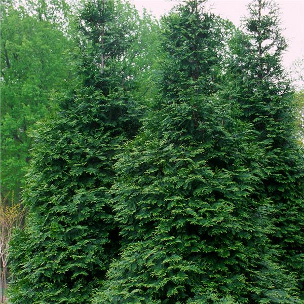 ARBORVITAE GREEN GIANT (7 gallon) thuja plicata 'Green Giant'