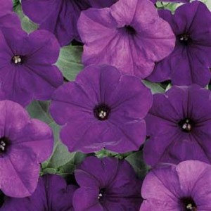 Petunia Easy Wave Blue (Shipped)