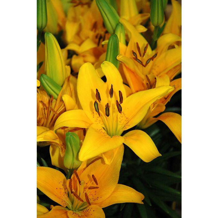 Lily Asiatic Tiny Bee