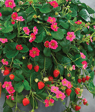 Strawberry Berri Hill Toscana (3.5") (Shipped)