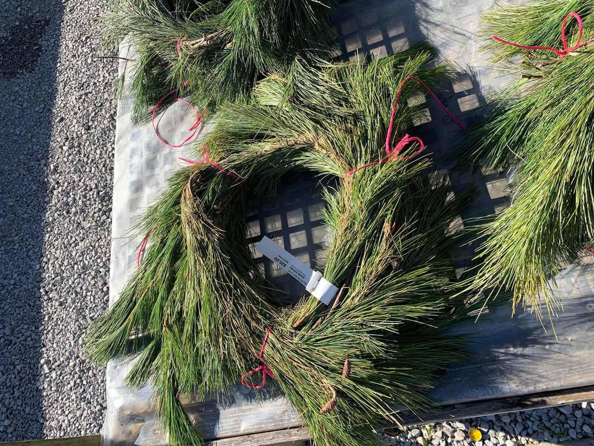 White Pine Roping Needham'sNursery