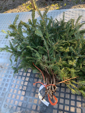 Bundle of Boughs