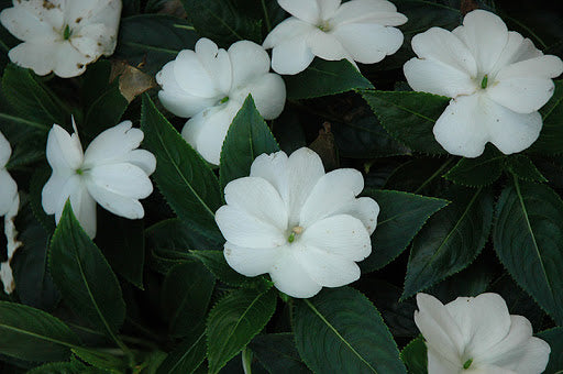 New Guinea Impatiens Petticoat White (4.5" Pot)