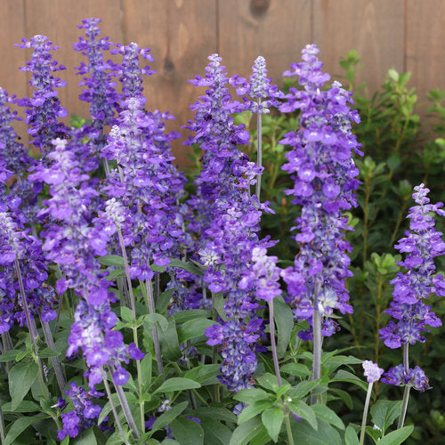 Salvia Unplugged So Blue 4.5" Pot (PW)