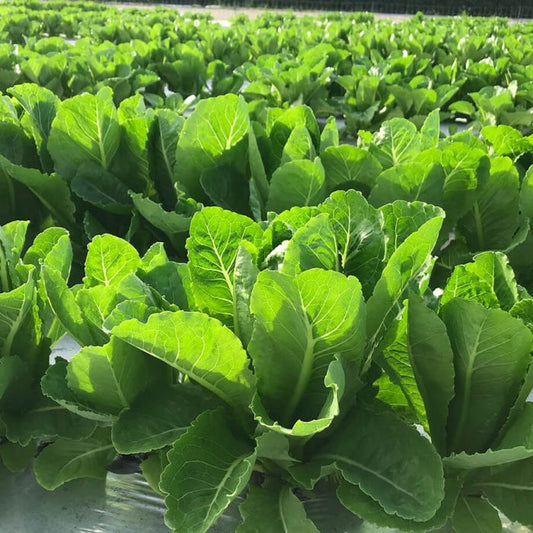 Lettuce Valley Heart (3.5") (Shipped)