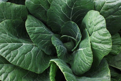 Collards Vates (8-04 pack)