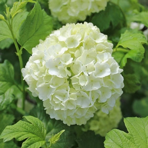 VIBURNUM EASTERN SNOWBALL BUSH (3 gallon) Viburnum opulus 'Roseum'
