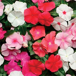 Vinca Pacifica Mix (6-06 Pack)