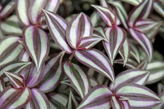 Wandering Jew Tradescantia Red Silver (4" Pot)