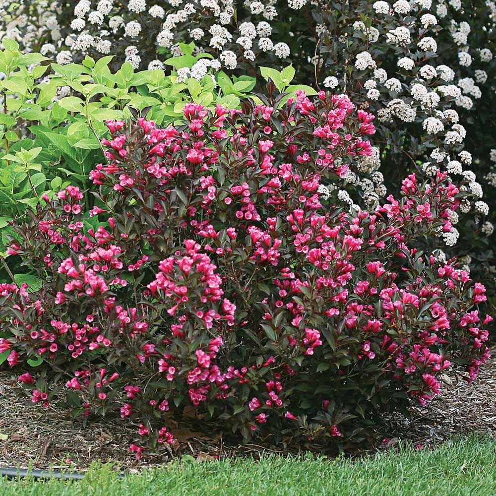 weigela 'Wine & Roses' WINE & ROSES WEIGELA