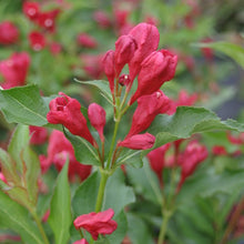 Load image into Gallery viewer, weigela &#39;florida&#39; SONIC BLOOM RED WEIGELA