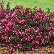 Load image into Gallery viewer, weigela &#39;Spilled Wine&#39; SPILLED WINE WEIGELA