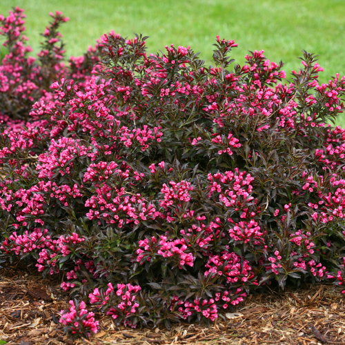 weigela 'Spilled Wine' SPILLED WINE WEIGELA