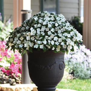 Impatiens Beacon White (6-06 Pack)