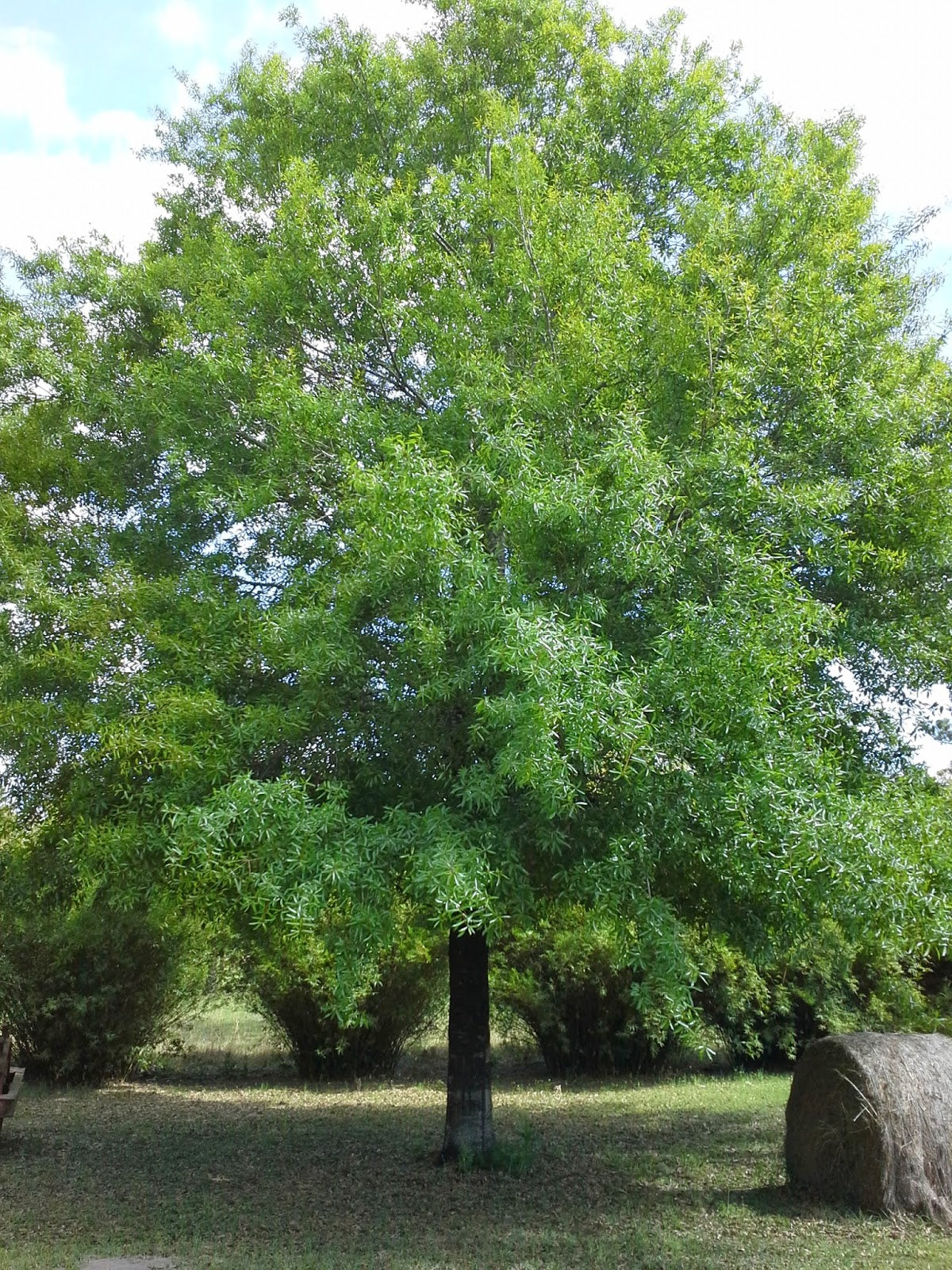 WILLOW OAK TREE (5 gallon) 'quercus phellos'