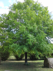 WILLOW OAK TREE 'quercus phellos'
