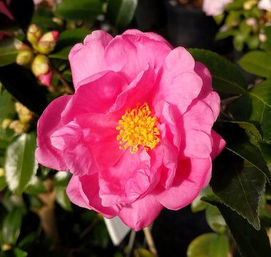 Camellia Winter's Joy (3 Gallon)