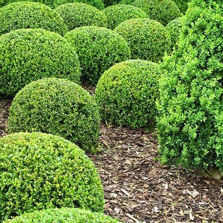 BOXWOOD GREEN VELVET (3 Gallon) buxus 'Green Velvet'