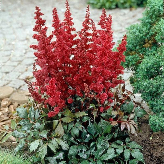 Astilbe Visions Vulcano Red