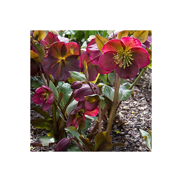 Helleborus Frostkiss Anna's Red