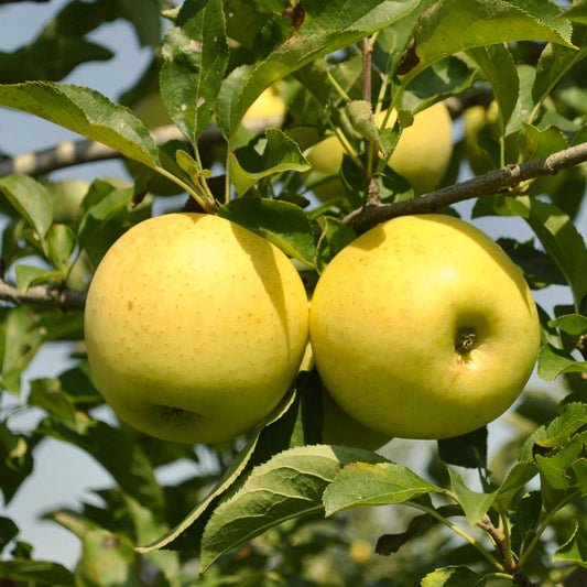 APPLE TREE YELLOW DELICIOUS (5 gallon) malus domestica