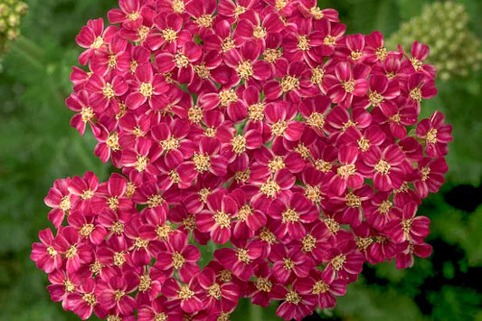 Achillea Milly Rock Red