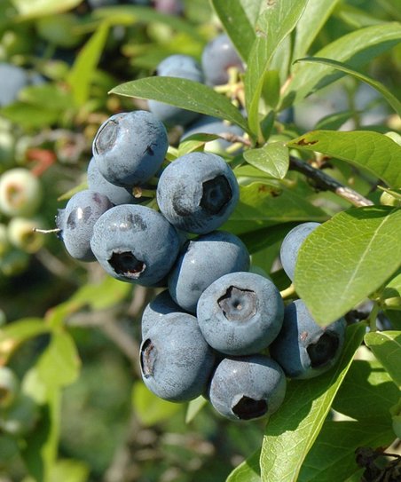 Blueberry Southern Bluebelle ($45)